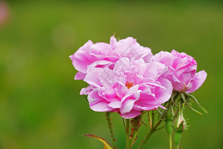浪漫的香气保加利亚玫瑰谷的美丽保加利亚达马斯克玫瑰团座落于保加利亚玫瑰谷千叶图片