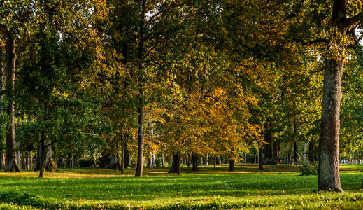 充满活力明日秋天在公园中阳光晴朗格拉德与黄树叶在阳光明媚的一天公园中秋树风景优美晴天图片
