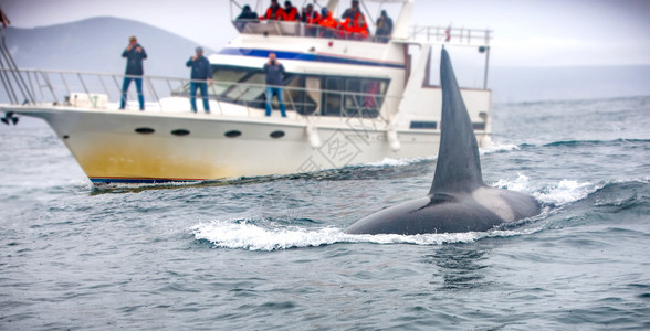 自然鲸鱼和观光客的船环境溅起图片