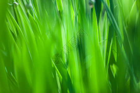 绿草软重点宏观照片绿草软焦点大型照片ShalowDOF质地颜色阳光图片