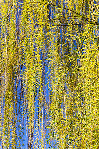 春初或中柳树上第一个绿色和黄的叶子气候变暖导致叶子在柳树上种植叶子夏天蓝色的阳光图片