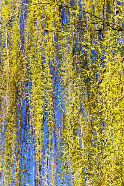 春初或中柳树上第一个绿色和黄的叶子气候变暖导致叶子在柳树上种植叶子夏天蓝色的阳光图片