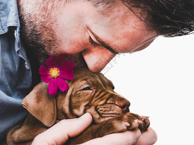 狗在室内可爱迷人的小和明亮粉红的花朵近身宠物护理概念可爱迷人的小和鲜艳花朵犬类图片