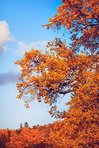 环境阳光明媚时美丽的秋天橡树夏垂直的图片
