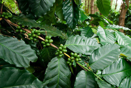 果实松树林有机农业的新鲜咖啡种植园近距离拍到的照片阴凉处图片