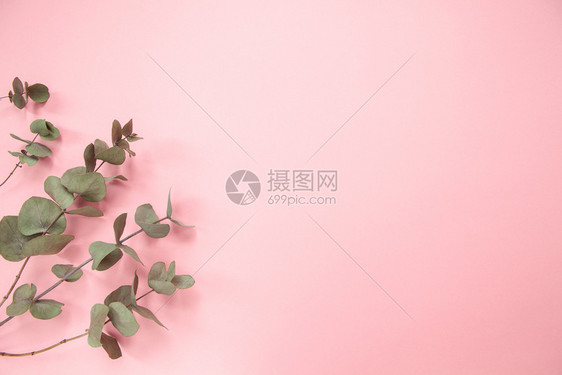 树叶Eucalyptus在千百年粉红背景的分支热项目图片