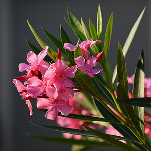 美丽的花朵粉红油色有毒的好植物在地中海Neriumleander灌木公园植被图片
