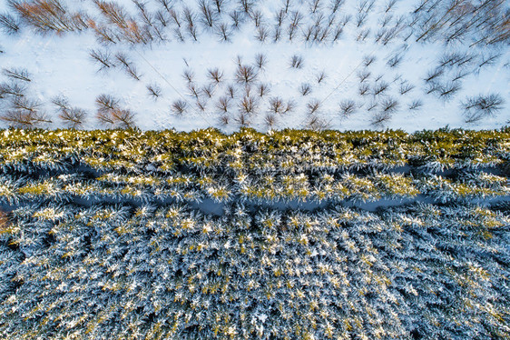 田园诗般的环境覆盖冬季裸露的枯树旁有生菜和松长成一整条龙图片