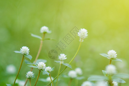 花朵墙纸天然绿色植物景观作为背或壁纸使用天然绿色植物景观用作背或壁纸季节图片