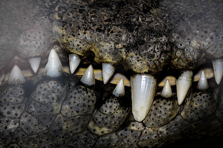 危险地鳄鱼猎人的嘴在笼子里用尖的牙和吓人薄片恐惧图片