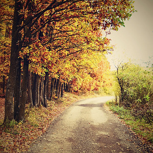 天森林美丽的浪漫方式在公园里有丰富多彩的树木秋季自然背景观途径图片