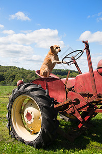 动物坐在农业景观中老旧生锈的红色拖拉机上狗械经典图片