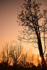 日落时的死树有明亮橙色背景暮树干木图片