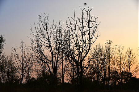 自然日落时的死树有明亮橙色背景颜植物图片