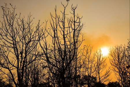 景观日落时的死树有明亮橙色背景被限制的植物图片