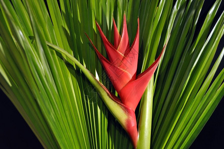 含有热带棕榈叶的红乙醇Caribea花户外明亮的瓣图片