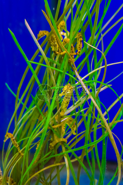 斑居住在一些海藻草地上的河口黄海马同族鱼黑色图片