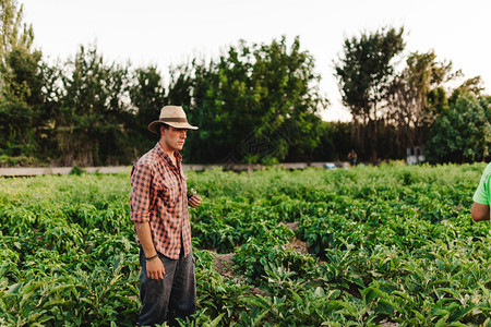 戴帽子在田里工作的年轻农民男子食物白种人季节图片