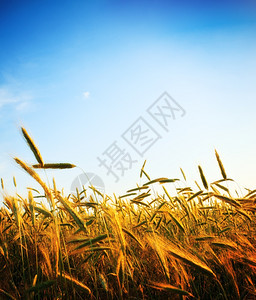 场景生态日落时小麦田和蓝天空美丽图片