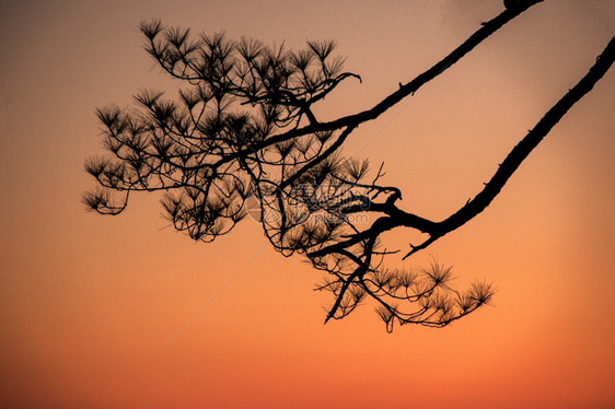 树木剪影与早晨的日出光太阳自然图片