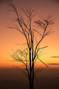 地点异国情调树剪影与早晨的日出光景观图片