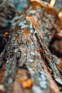 西班牙秋葵花栗林温暖的颜色树干公园图片