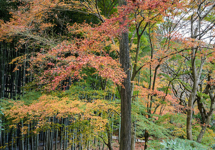 东方的日本京都Enkoji寺庙的瀑布颜色落下树干图片