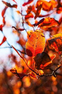 秋季公园里红色的树叶图片