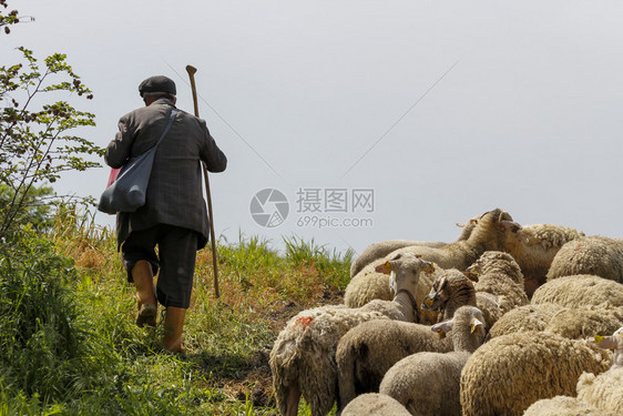 草地春天牧羊的老人家畜图片