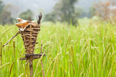 Rites水稻表示米对农民生计的重要6月30日收成植物学种园图片