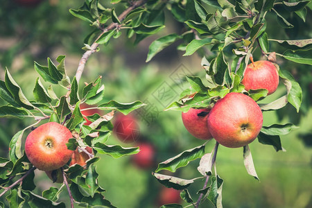 天在阳光明媚的夏日盛满果园的苹充斥着撕裂的红果实色成熟图片
