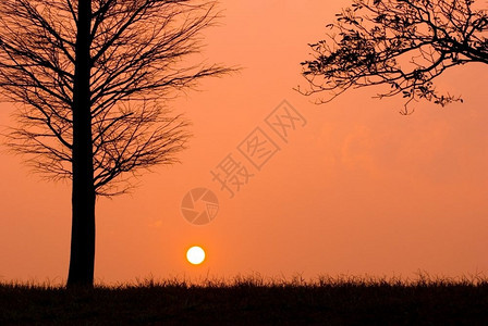橙树在一个宁静的夜晚日落轮廓图片