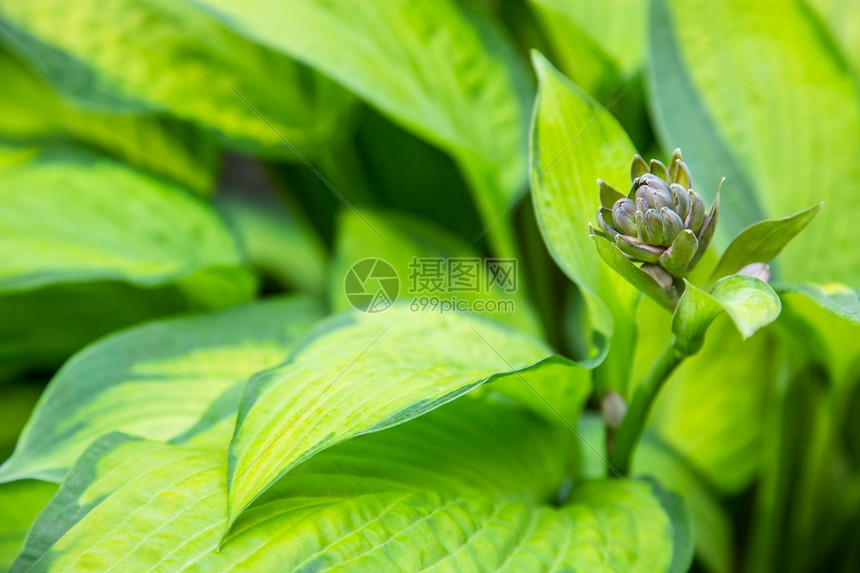 美丽的玉簪叶背景用于园林绿化公和花设计的观赏植物大片郁葱的绿叶与条纹脉用于园林绿化公和花设计的观赏植物园艺抽象的静脉图片