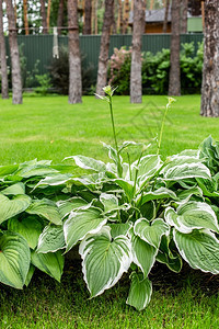 植物群为了抽象的美丽玉簪叶背景用于园林绿化公和花设计的观赏植物大片郁葱的绿叶与条纹脉美丽的玉簪叶背景图片