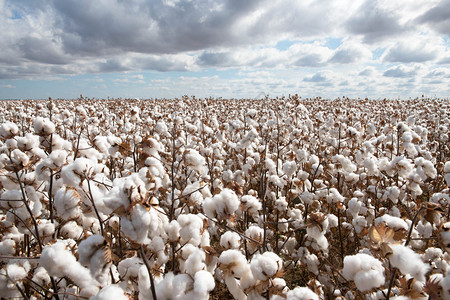 明尼斯织物产品澳大利亚新南威尔士州Warren附近准备收获的棉花图片