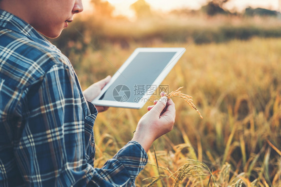 手机使用研究平板和开发稻田水品种的妇女与研究利用平板和在稻田开发米品种的妇女农业技术和有机数字的电话图片