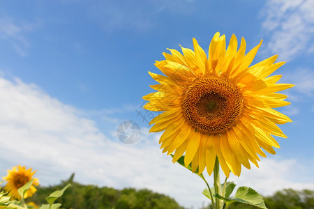 云环境高定义在夏蓝天空的背景下复制大型开花的向日葵空间在夏季蓝天背景下复制大开花的向日葵空间与蓝色天和绿地相对种子图片