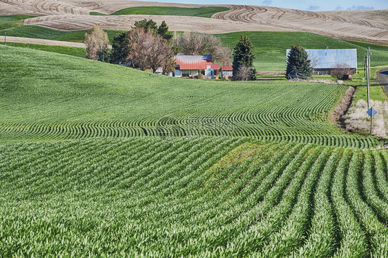 Palouse的一个农庄场周围环绕着小麦田的滚动山丘该地区典型的农业情况是田地沿滚动山的轮廓发展土地景观风优美图片