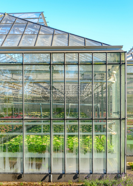 罗滕贝格在荷兰种植花卉的温室一种工业图片