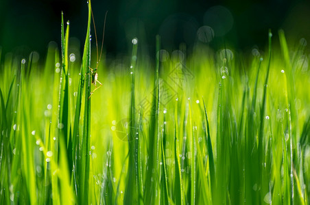 颜色刺槐早晨绿树叶上色的青木和美丽彩色天然背景水稻叶上绿色的青蚯蚓图片