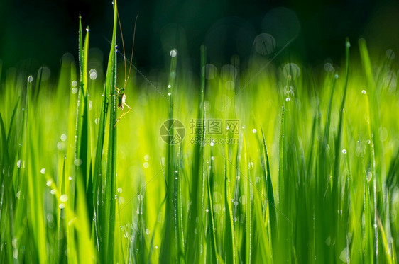 颜色刺槐早晨绿树叶上色的青木和美丽彩色天然背景水稻叶上绿色的青蚯蚓图片