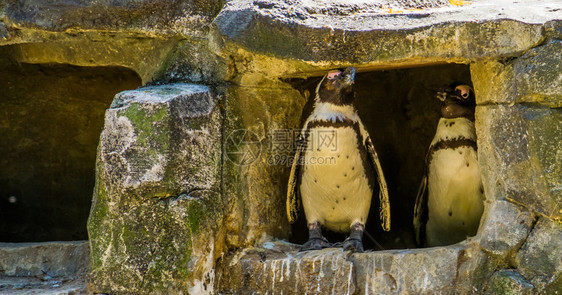 两只非洲企鹅一起站在洞穴里从非洲飞来的无行鸟濒危动物种鸟类学有趣的岛屿图片