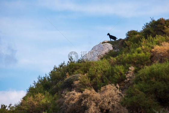 从塞浦路斯阿卡马半岛的Aphrodite徒步小径上看到森林和天空美景丽远处有一只黑山羊见过海岸线洋图片