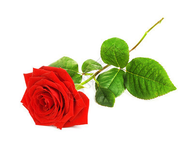说谎花瓣单红玫瑰在白色背景上孤立的红玫瑰花图片