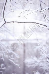 分支机构场景冬天背模糊有文字空间雪中树枝的Vignette和冰中的湖在美丽圣诞背景上美丽风优图片