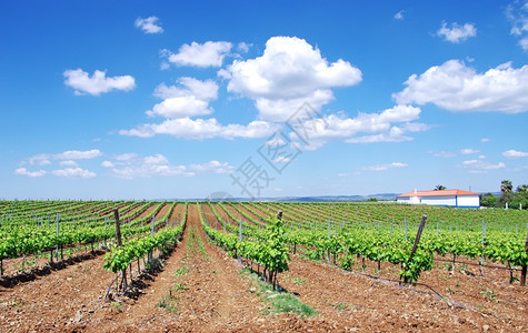 葡萄牙南部Alentejo地区的葡萄园绿色屋谷图片