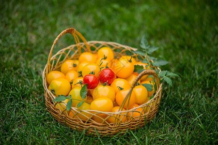黄色的红把新鲜番茄配成篮子绿色背景的番茄加在篮子中的木桌番茄自然图片
