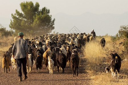 农村国内的跨越土耳其停机坪道路的山羊群火鸡图片