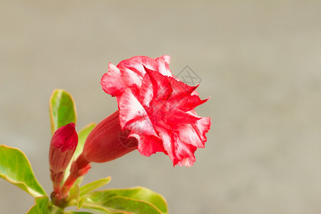 植物群浪漫的Adeniumobesum沙漠玫瑰黑斑羚百合假杜鹃花腺苷图片
