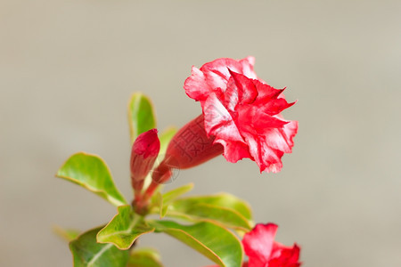 新鲜植物明亮的Adeniumobesum沙漠玫瑰黑斑羚百合假杜鹃花图片